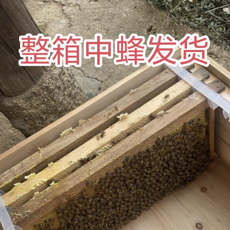 蜜蜂 蜜蜂群带王一整箱带子脾出售中华蜂群出售土蜂中蜂笼蜂