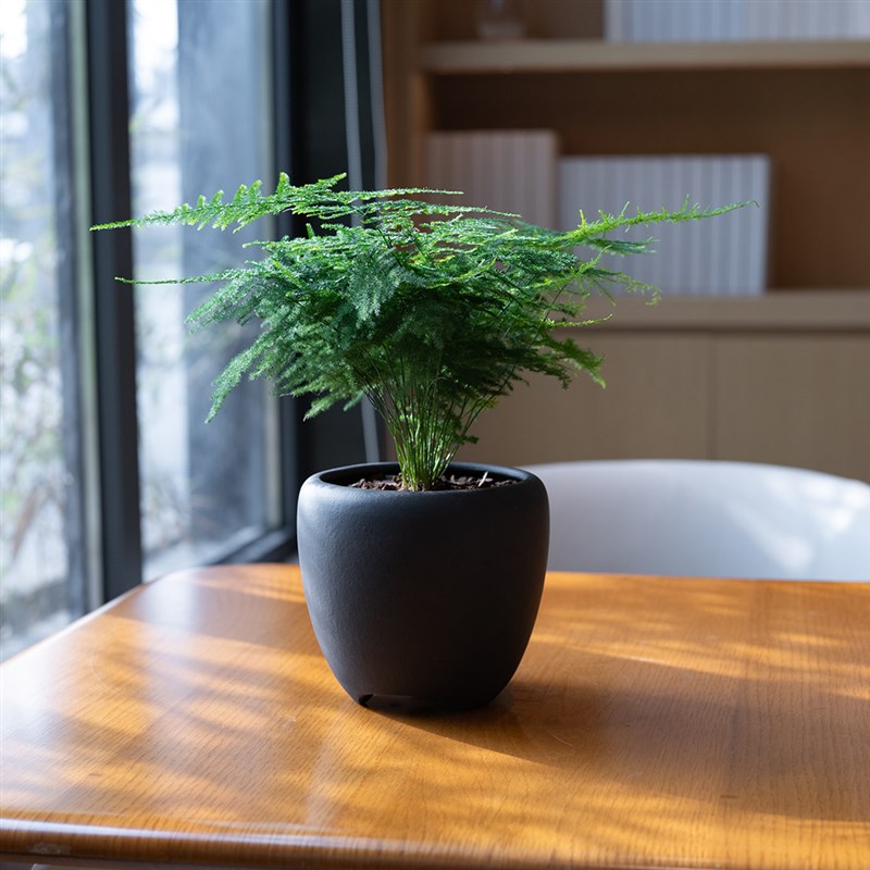 紫砂龙蛋盆文竹盆栽 观叶绿植净化空气 适合新手书房阳台摆设
