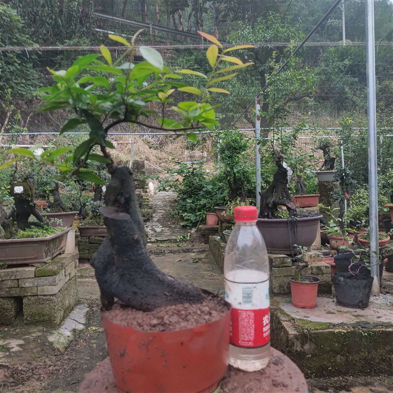 金弹子盆景嫁接血钻血红葫芦果原生母树小山灌木金弹子母桩