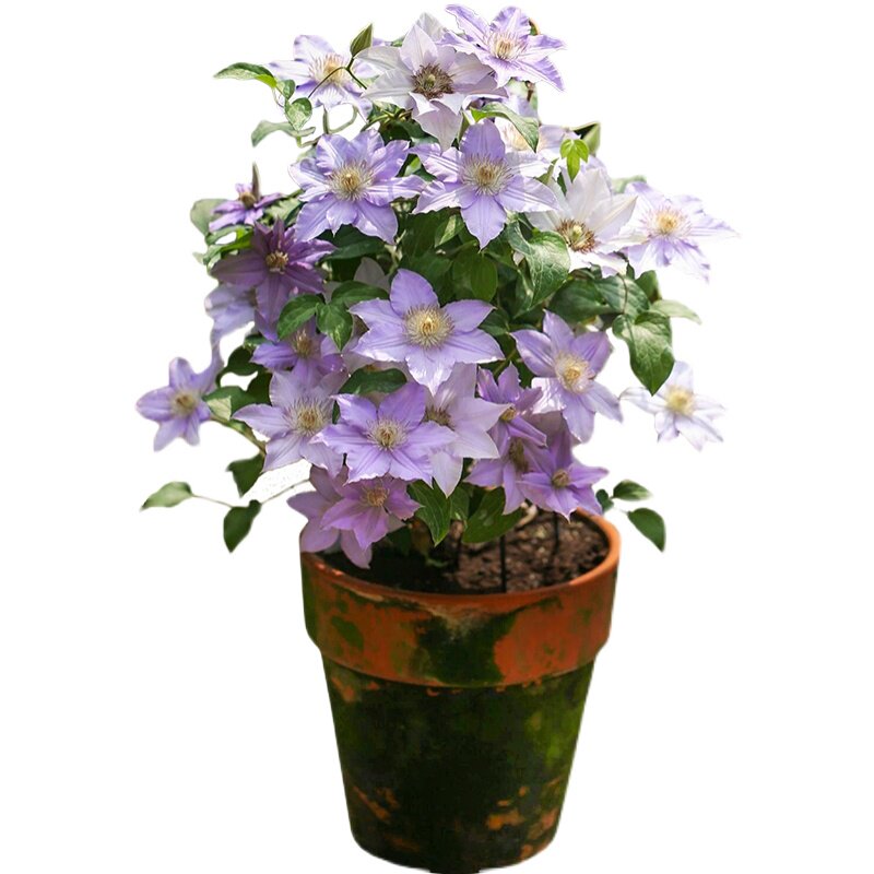 铁线莲爬藤植物庭院耐寒花卉约瑟芬阳台四季攀援盆栽新幻爬墙开花