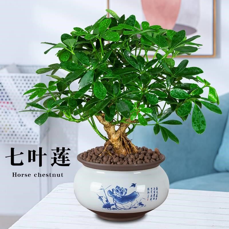 七叶莲盆栽生肖虎植物四季绿植室内客厅老桩盆景招财鸭脚木吸甲醛