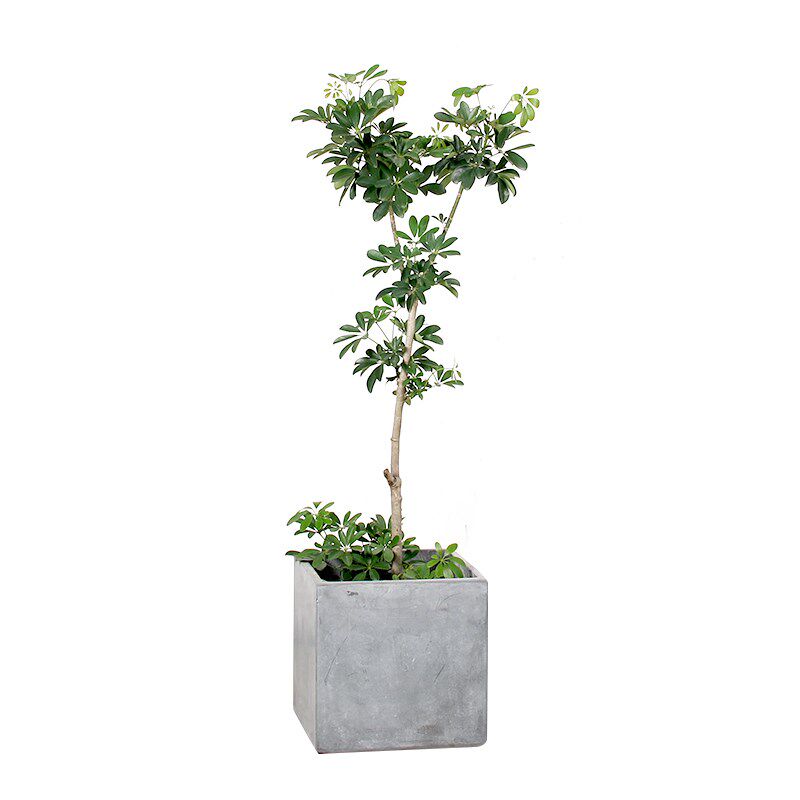 老桩鸭脚木树吸甲醛四季常青盆栽绿植植物 净化空气 杭州同城