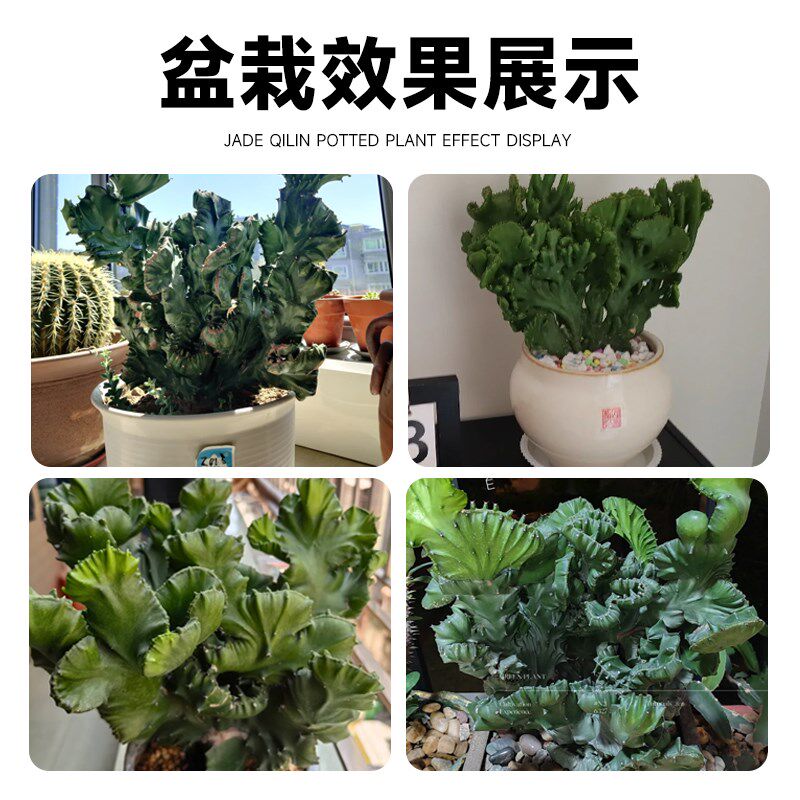 玉麒麟盆栽多肉植物室内客厅办公桌面旺财彩麒麟阳台大棵四季好养