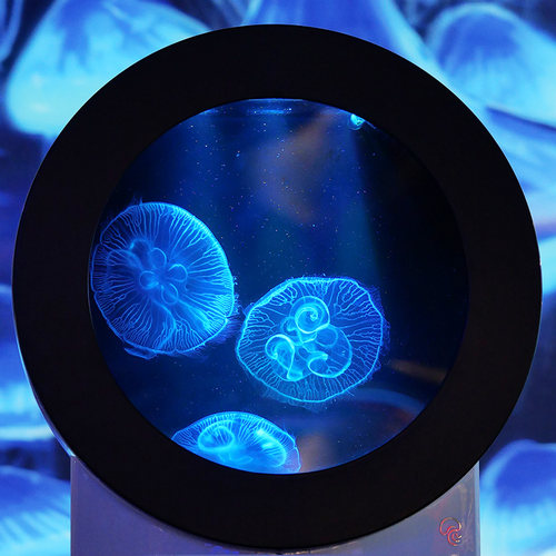 专业水母缸小型鱼缸水族箱活体家庭观赏桌面晶海水母缸定制款C7