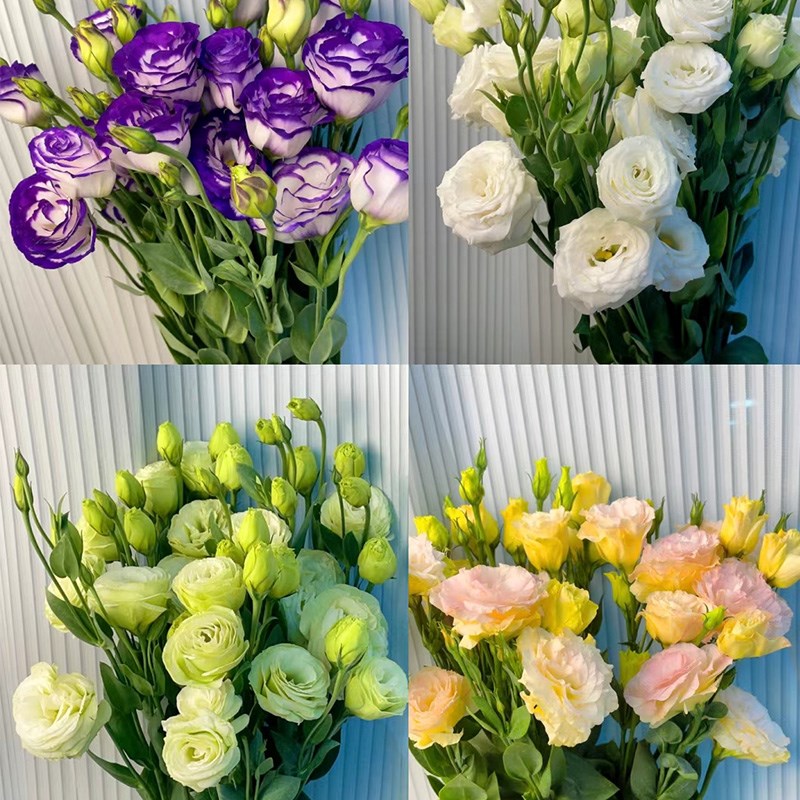 洋桔梗鲜花紫粉白绿边家用插花水养花束无刺玫瑰鲜切云南基地直发图片