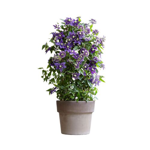 大花铁线莲盆栽苗爬藤植物花卉观花植物室内花庭院阳台四季好养活