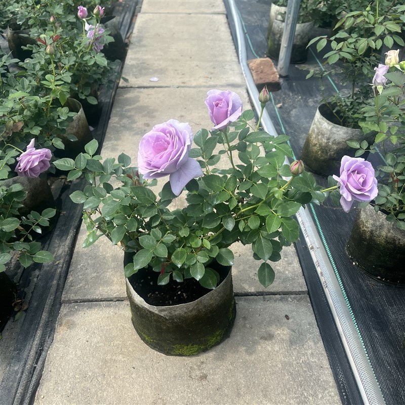 蓝色风暴欧月阳台玫瑰花四季开花月季花苗四季盆栽带花苞发货庭院