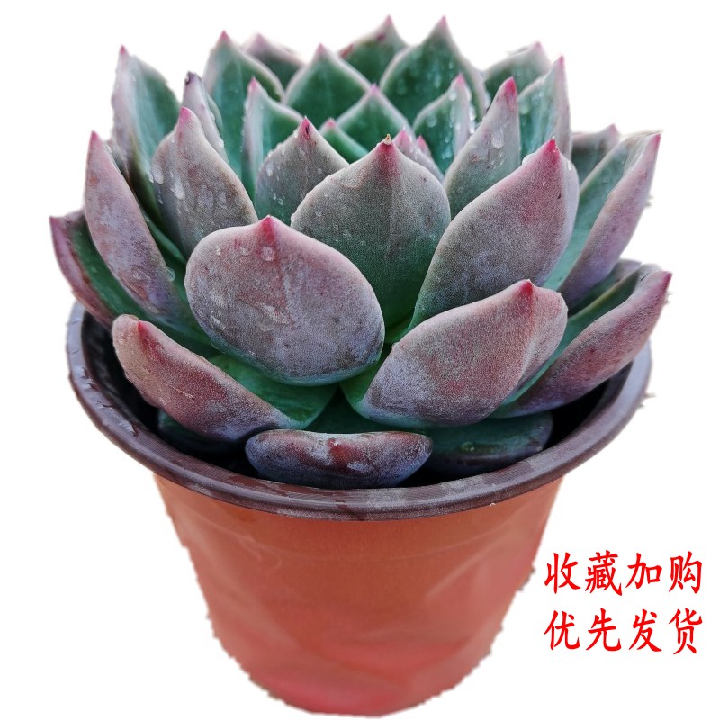 露养香槟多肉植物室内净化空气吸甲醛阳台花卉绿植盆栽盆景好养活