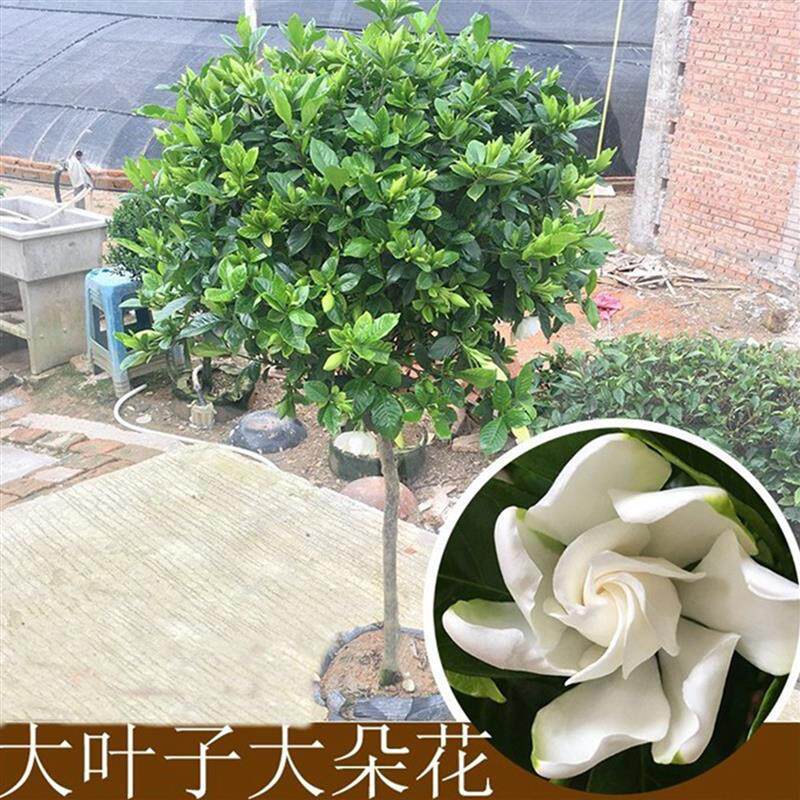 庭院别墅花园栀子花树苗盆栽大叶牡丹栀子花苗浓香型花卉客厅阳台