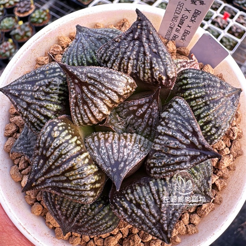 日输入 花井上条 实生选拔寿 十二卷玉露多肉植物盆栽 一物一拍