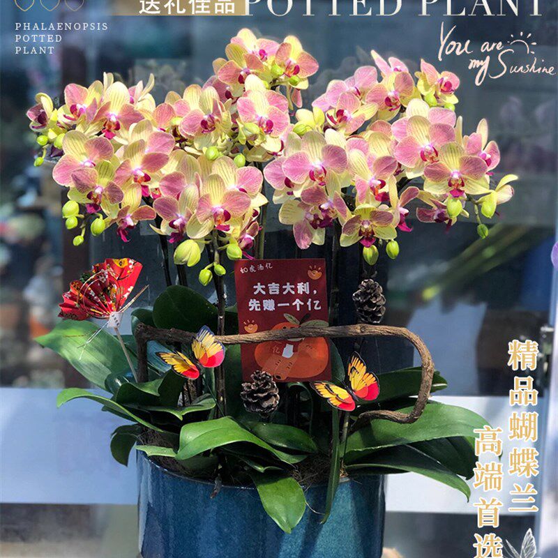 全国蝴蝶兰盆栽特大号真鲜花速递同城配送开业乔迁新居北京上海店