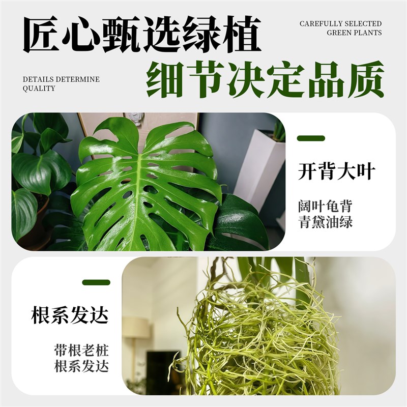 龟背竹水培植物老桩办公室桌面绿植室内盆栽水养竹子好养易活四季
