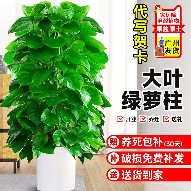 大叶绿萝柱盆栽办公室内植物客厅大型绿植四季常青绿箩吸甲醛新房