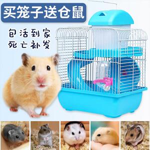 小仓鼠活物送笼子家养仓鼠宠物用品大全金丝熊儿童礼物奶茶鼠网红