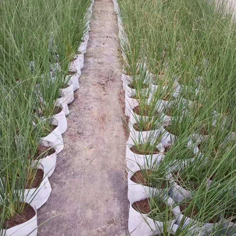 美植袋种植袋全新料加厚无纺布植树袋白色育苗袋布袋黑色大树移栽
