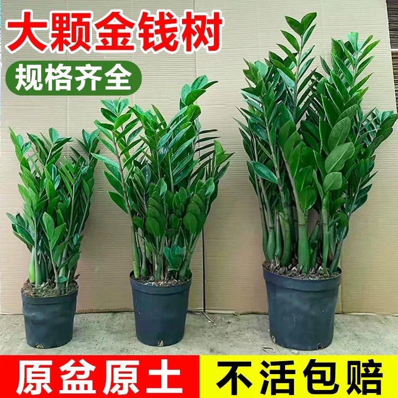 金钱树盆栽圆叶摇钱串子树苗办公室内客厅大型发财树真花盆景绿植