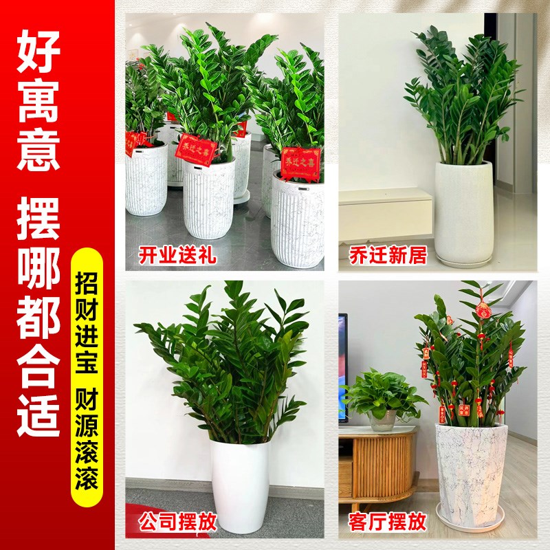 金钱树盆栽客厅大花盆办公室内旺宅树大型绿植物大棵开业乔迁送礼