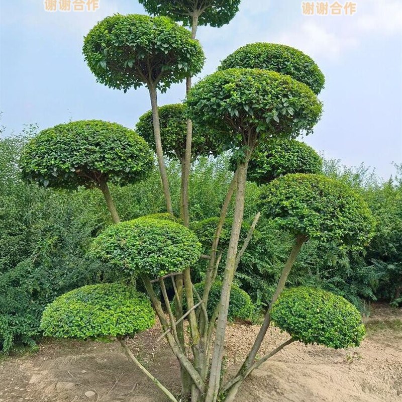 耐寒小叶女贞造型树庭院花园室外植物别墅绿化四季常青不落叶绿植