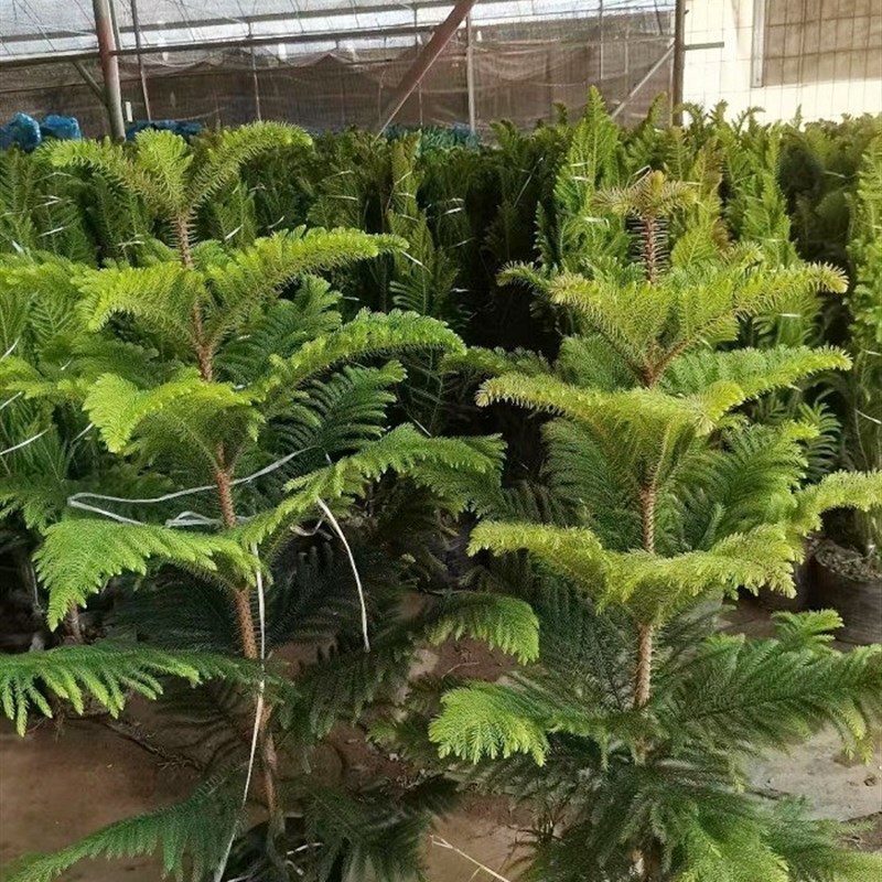 南洋杉盆栽圣诞树苗四季常绿庭院节日树阳台绿植工程绿化大树植物