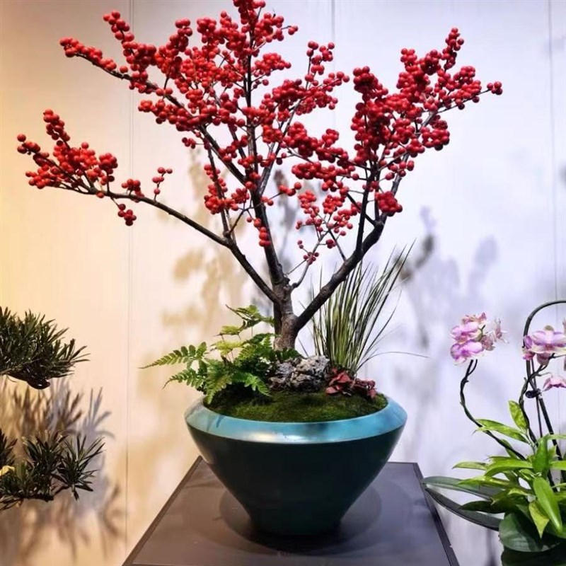 北美冬青盆栽树苗年宵花带红果果老桩盆景室内客厅耐寒花卉绿植物