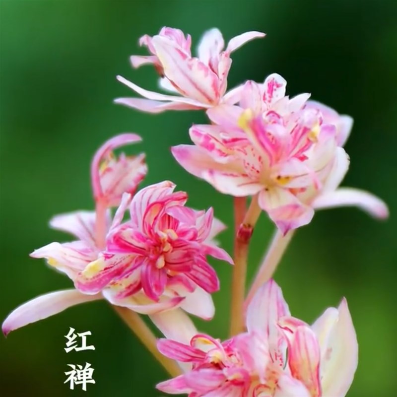 正宗老种四季建兰红蝉牡丹精品兰花苗浓香办公室阳台窗台绿植花卉