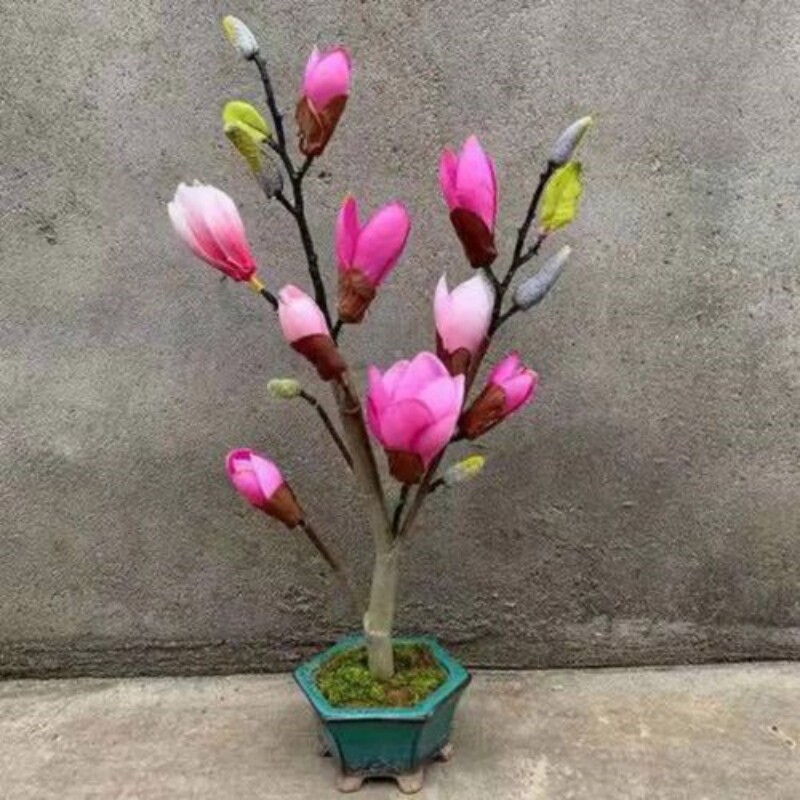 矮化玉兰花树苗嫁接盆地栽当年开花浓香南北方庭院种耐寒花卉植物