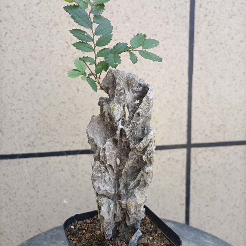 小叶榔榆附石盆景泥石熟桩榆树老桩一物一拍办公室阳台花卉绿植