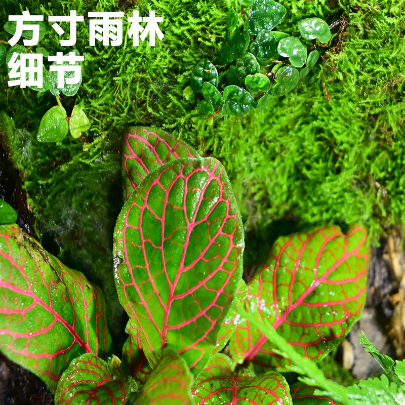 青苔苔藓微景观迷你辣椒蟹乌龟角蛙鱼桌面生态缸雨林缸植物造景