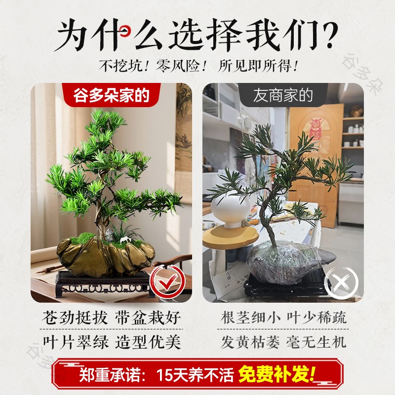 造型罗汉松真树盆景盆栽塔松绿植桌面客厅室内好养植物开 业
