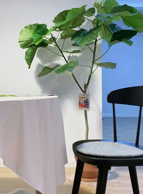 爱心榕大型绿植盆栽 阔叶心叶榕 室内客厅四季常青网红观叶植物