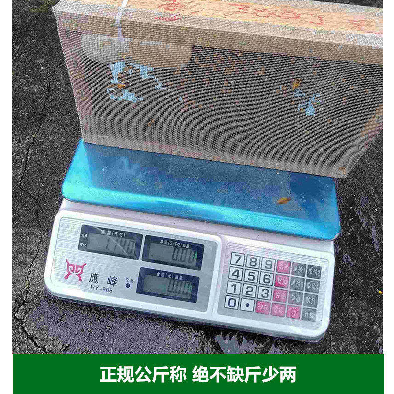 中蜂蜂群带王蜜蜂蜂群养殖带子脾阿坝中蜂带蜂箱中华土蜂活体出售