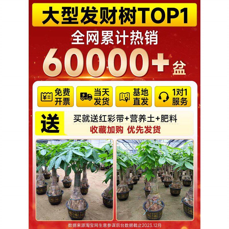 提根发财树客厅盆栽大棵招财树室内大型绿植物落地办公室开业送礼