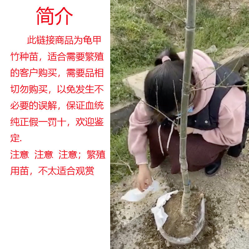 龟背竹 种苗盆景龟背竹竹苗庭院工程苗龙鳞竹乌龟竹盆栽绿化苗