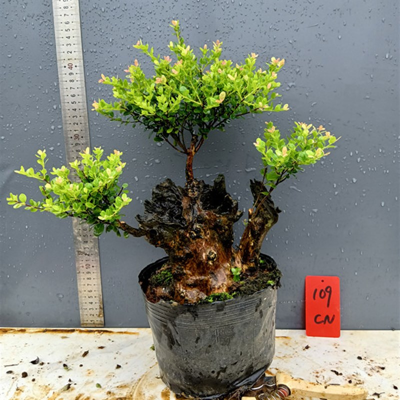 新款赤楠老桩盆景一物一拍庭院红芽碳化镂空怪桩实物易活矮霸树苗