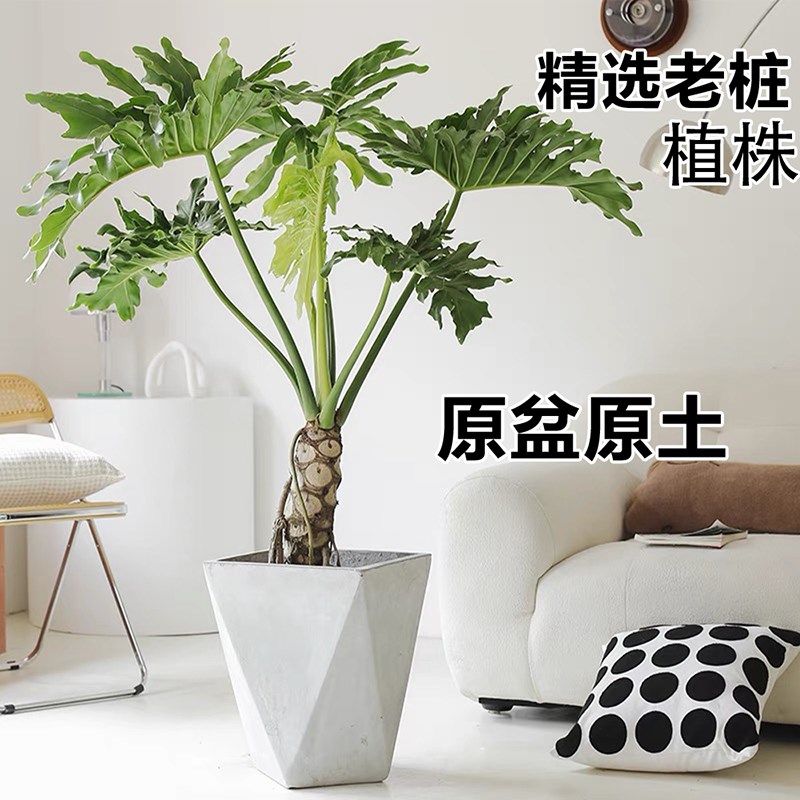 龙鳞春羽老桩盆栽绿植室内客厅大型好养植物耐寒耐旱净化空气春雨
