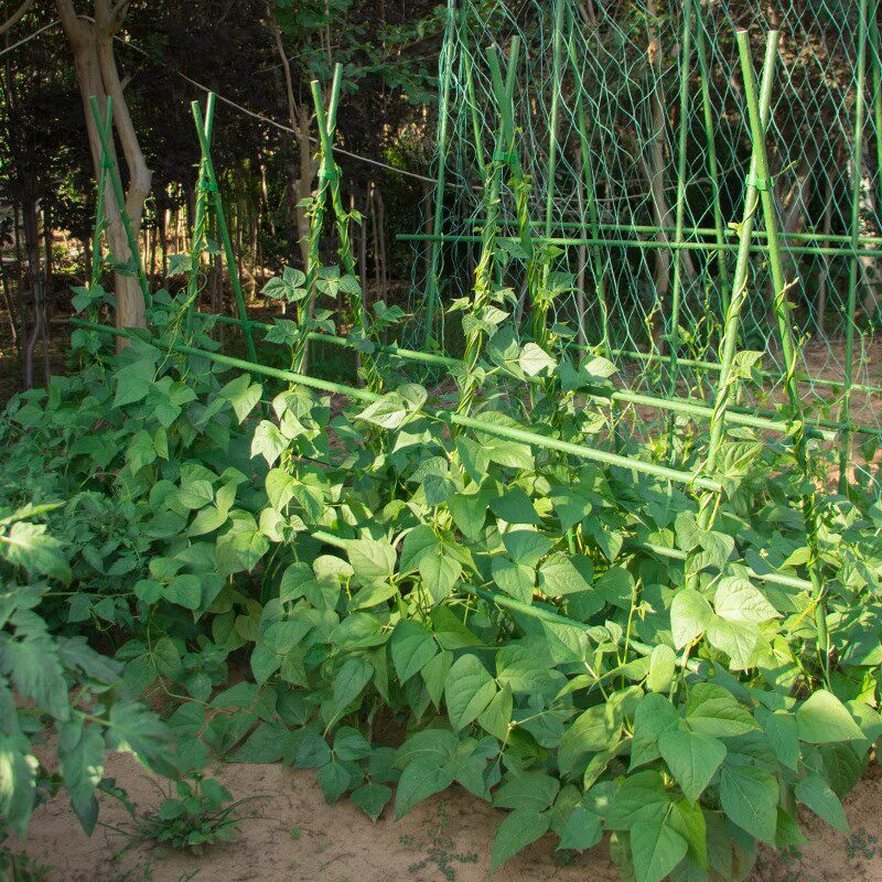 爬藤架花架豆角架黄瓜西红柿种菜架庭院植物攀爬杆户外园艺葡萄架
