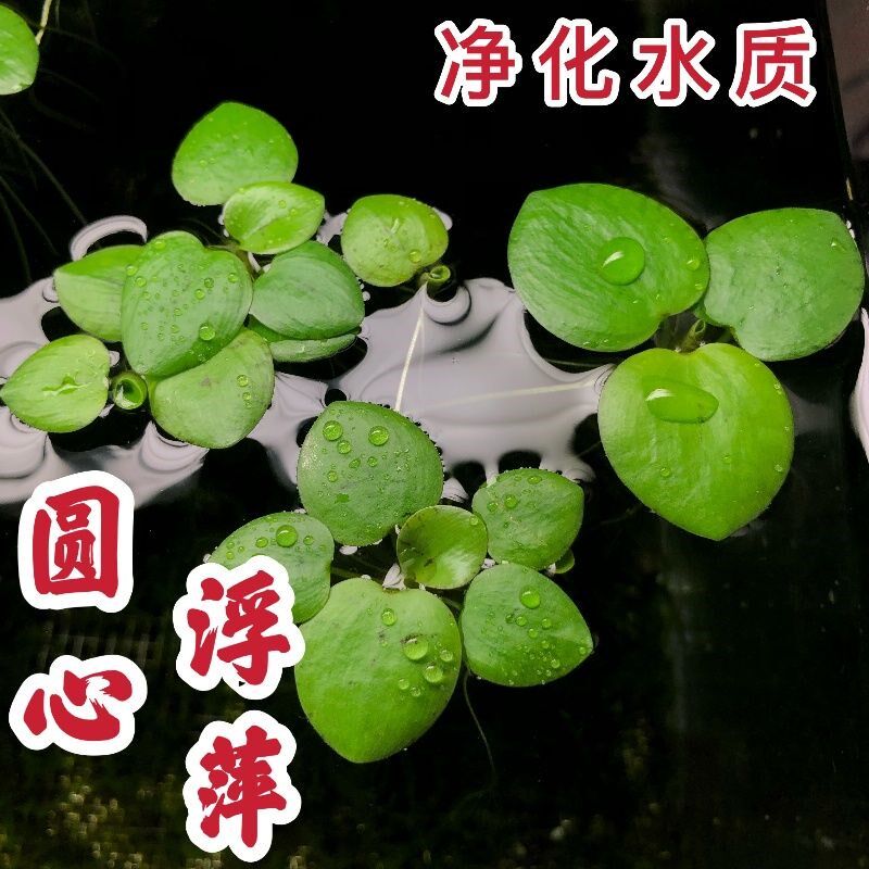 圆心萍浮萍水草鱼缸造景专用鱼池水生水培植物装饰摆件净水真草