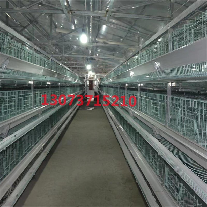 蛋鸡笼自动化养殖厂家直销层叠式阶梯式中大型养殖场鸡鸭鹅捡蛋机