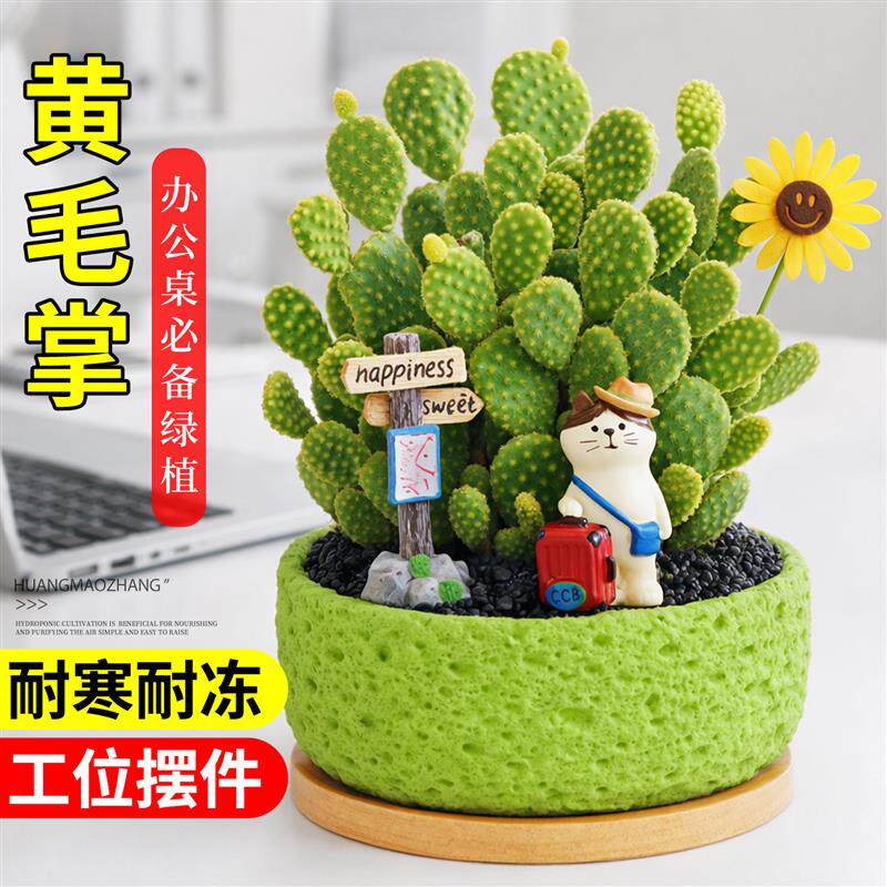 黄毛掌多肉植物仙人掌工位摆件绿植办公室内盆栽客厅桌面好养植物