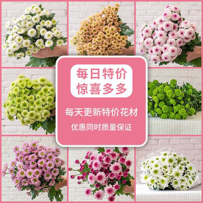 小雏菊纽扣菊鲜花多头小菊小清新文艺花束新鲜采鲜切花束家庭水养