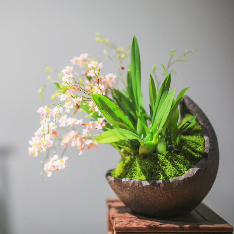 文心兰盆栽水培植物梦香兰室内花卉桌面盆栽好养植物秋冬开花绿植