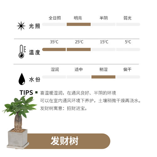 撒哈拉发财树盆栽室内植物桌面办公室招财植物种好发货