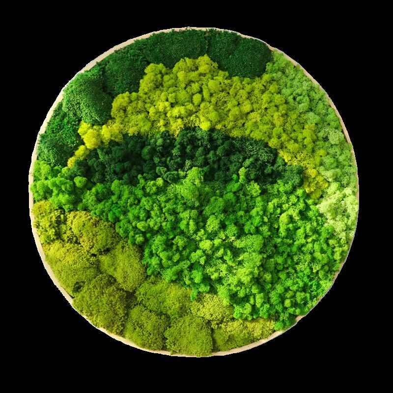 永生苔藓圆形相框挂画壁挂壁式植物墙仿真绿植微景观造景玄关设计