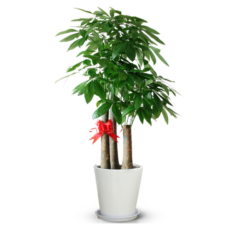 发财树盆栽 步步高升客厅大型绿植开业乔迁庆典盆景同城配送杭州