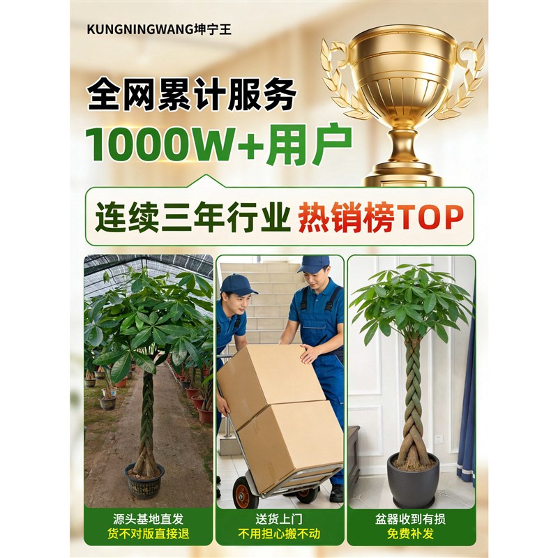 辫子发财树客厅盆栽大型室内绿植招财树办公室乔迁开业落地植物棵