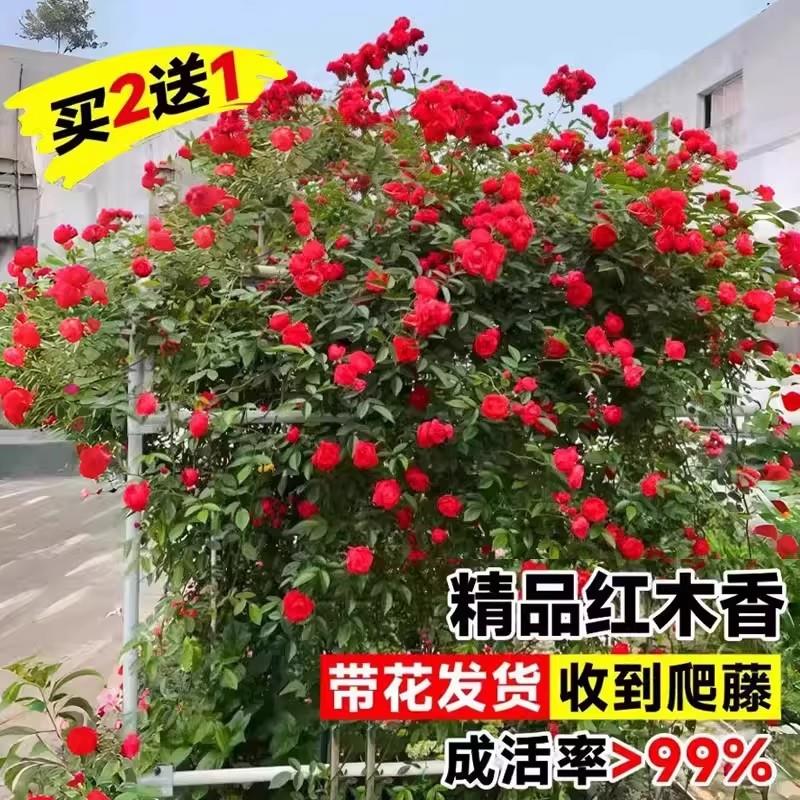 爬藤红木香花四季植物开花老桩无刺藤本大苗庭院常青绿植阳台花卉