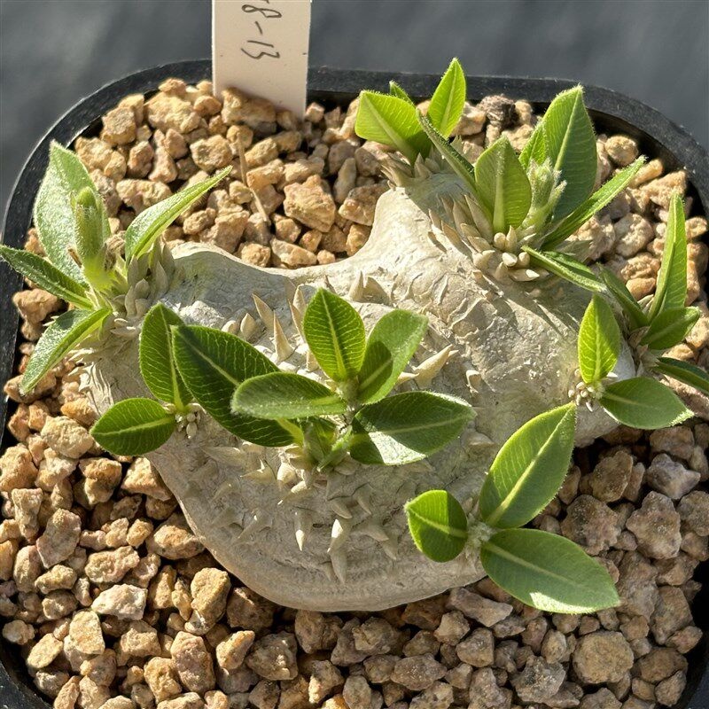 惠比须笑实生黄花惠比须笑块根植物一物一拍 阳台多肉盆栽绿植
