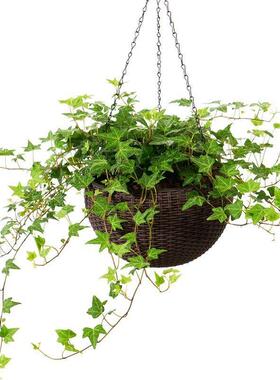 自动吸水吊篮花盆仿藤编挂式花器适用室内外吊挂设计