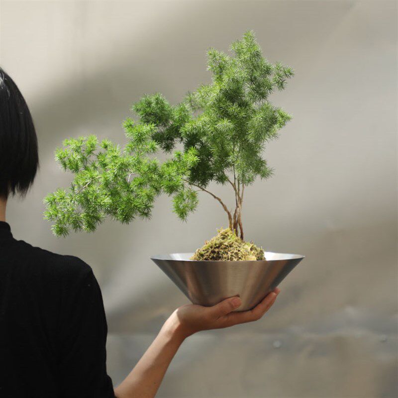 水培植物蝴蝶兰花开花植物室内绿植净化空气吸甲醛花卉办公桌好养