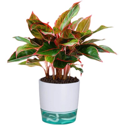 万年红盆栽红纹皇后室内客厅办公室四季常青花卉水培桌面观叶植物